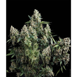 Tutankhamon fem. Pyramid Seeds
