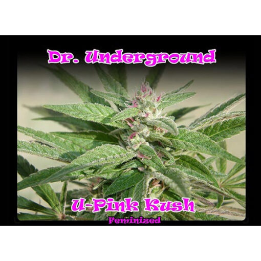 U-Pink Kush fem. Dr Underground