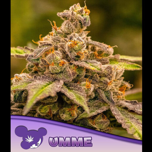 UMME fem. Anesia