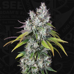 Underdawg OG fem. T.H. Seeds