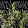 Urban Cheese. DaHood Urban Seeds