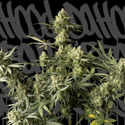 Urban Cheese. DaHood Urban Seeds