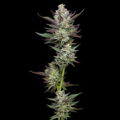 Vanilla Creme Pie 3 u. fem Humbold Seeds Company