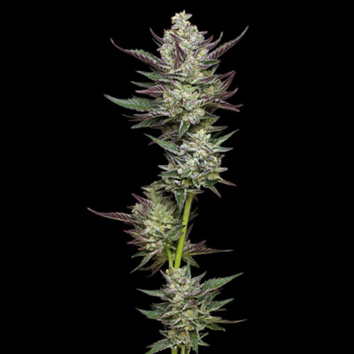 Vanilla Creme Pie 3 u. fem Humbold Seeds Company
