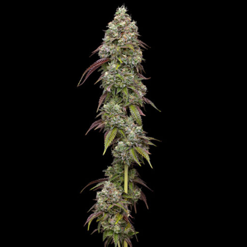 Vanilla Frosting 3 u. fem Humbold Seeds Company