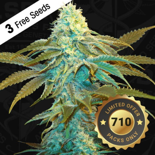Vanilla Sundae fem. 710 Limited Pack T.H. Seeds.