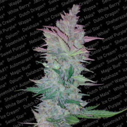 Vertigo fem. Paradise Seeds