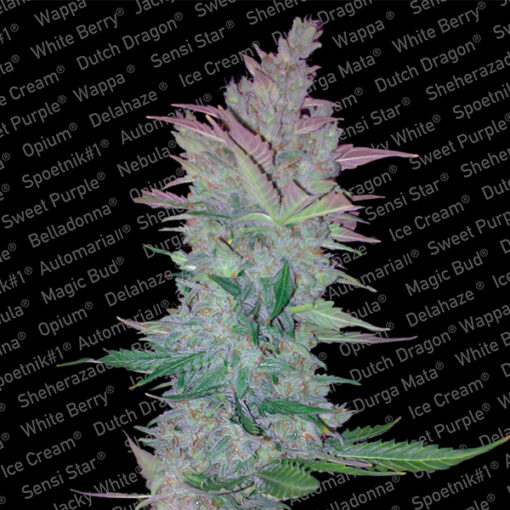 Vertigo fem. Paradise Seeds
