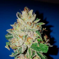 Violet Kush fem. Garden of Green Seeds