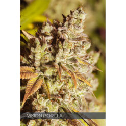 Vision Gorilla 3+1 u. fem. Vision Seeds