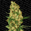 Wappa fem. Paradise Seeds