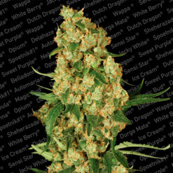 Wappa fem. Paradise Seeds