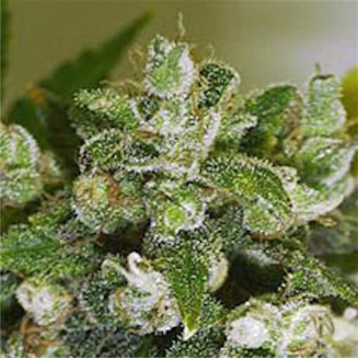 Warlock fem. Serious Seeds