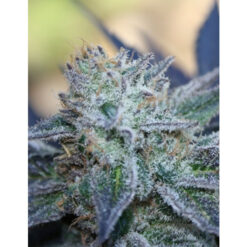 Washing Machine fem. Ripper Seeds