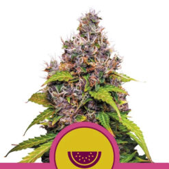 Watermelon fem. Royal Queen