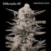 Watermelon OG fem. Advanced Seeds