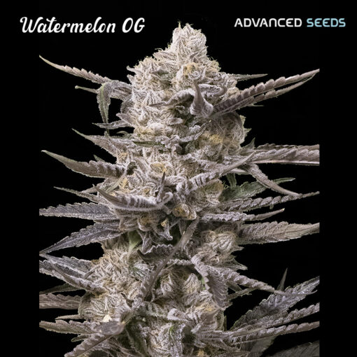 Watermelon OG fem. Advanced Seeds