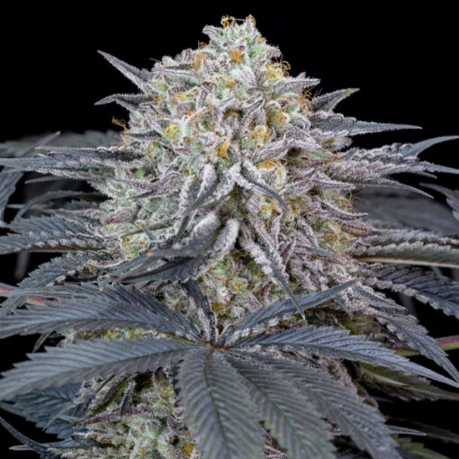 Watermelon Runtz fem. Silent Seeds