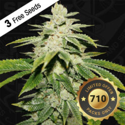Watermelon Ultra fem. 710 Limited Pack T.H. Seeds.