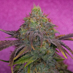 Watermelon Zkittles 3 u. fem Pure Instinto