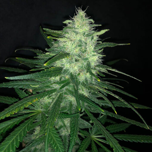 Wedding Cake 3 u. fem Pure Instinto