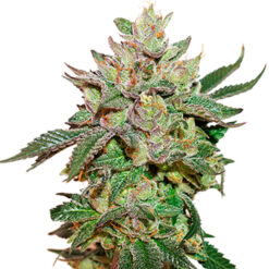 Wedding Cake fem. Seedstockers