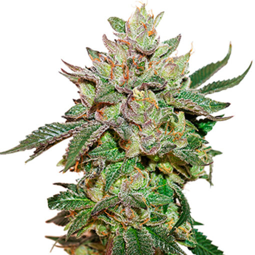 Wedding Cake fem. Seedstockers