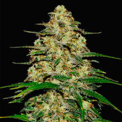 Wedding Cheesecake Auto fem. FastBuds Seeds
