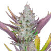 Wedding Glue Auto fem. FastBuds Seeds