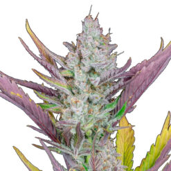 Wedding Glue Auto fem. FastBuds Seeds