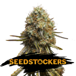 Wedding Glue fem. Seedstockers
