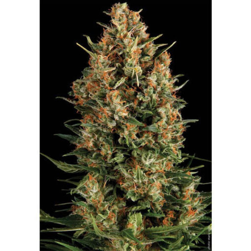 Wembley fem. Pyramid Seeds