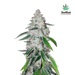West Coast OG Auto fem. FastBuds Seeds