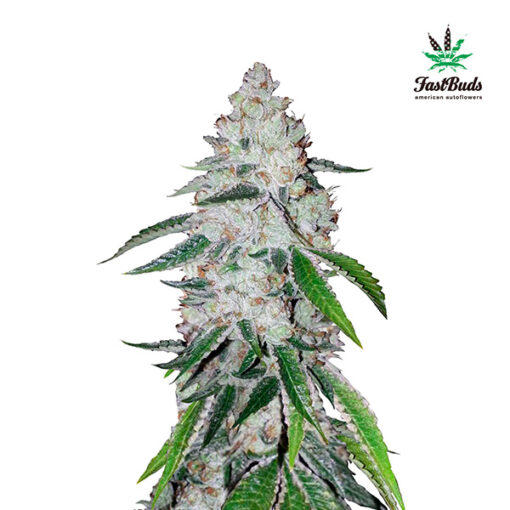 West Coast OG Auto fem. FastBuds Seeds
