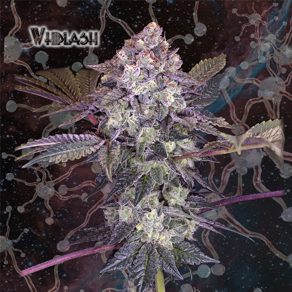 Whiplash fem. Geneseeds