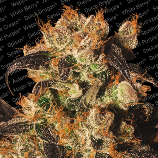 White Berry fem. Paradise Seeds