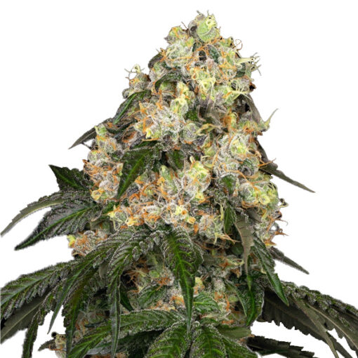 White Biscotti OG XXL fem. White Label