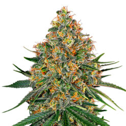 White Cheese fem. White Label