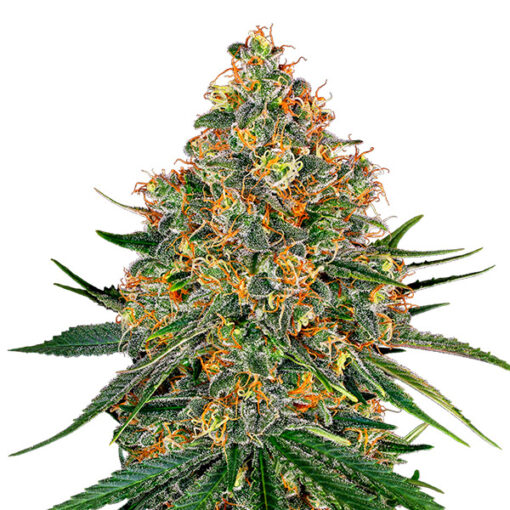 White Cheese fem. White Label