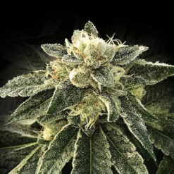 White Chocolopefem. DNA Genetics
