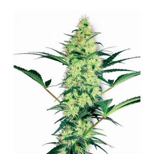 White Diesel fem. White Label
