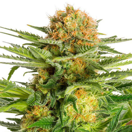 White Domina fem. Kannabia Seeds
