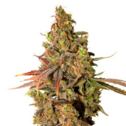 White Gold. Expert Seeds