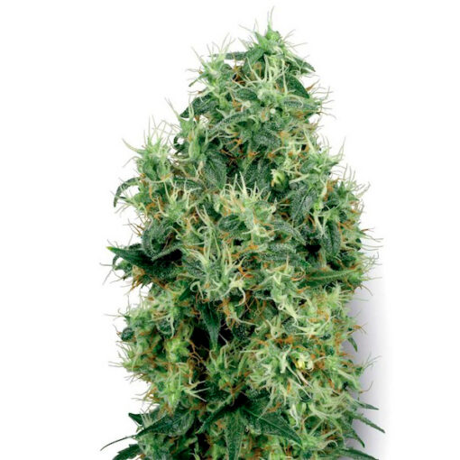 White Gold fem. White Label