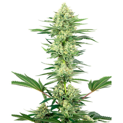 White Gorilla Haze fem. White Label