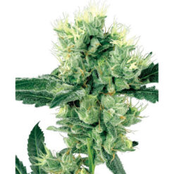 White Haze 10 u. reg. White Label
