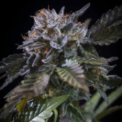White Noise fem. Paradise Seeds
