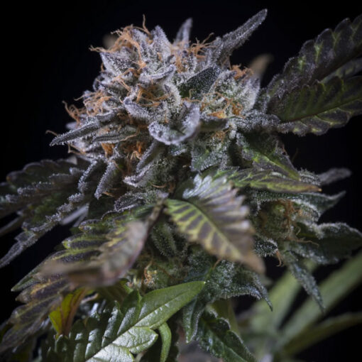 White Noise fem. Paradise Seeds