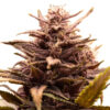 White Raspberry Truffle  1 u. fem. Original Sensible