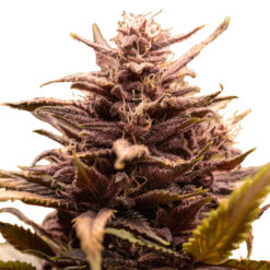 White Raspberry Truffle 10 u. fem. Original Sensible